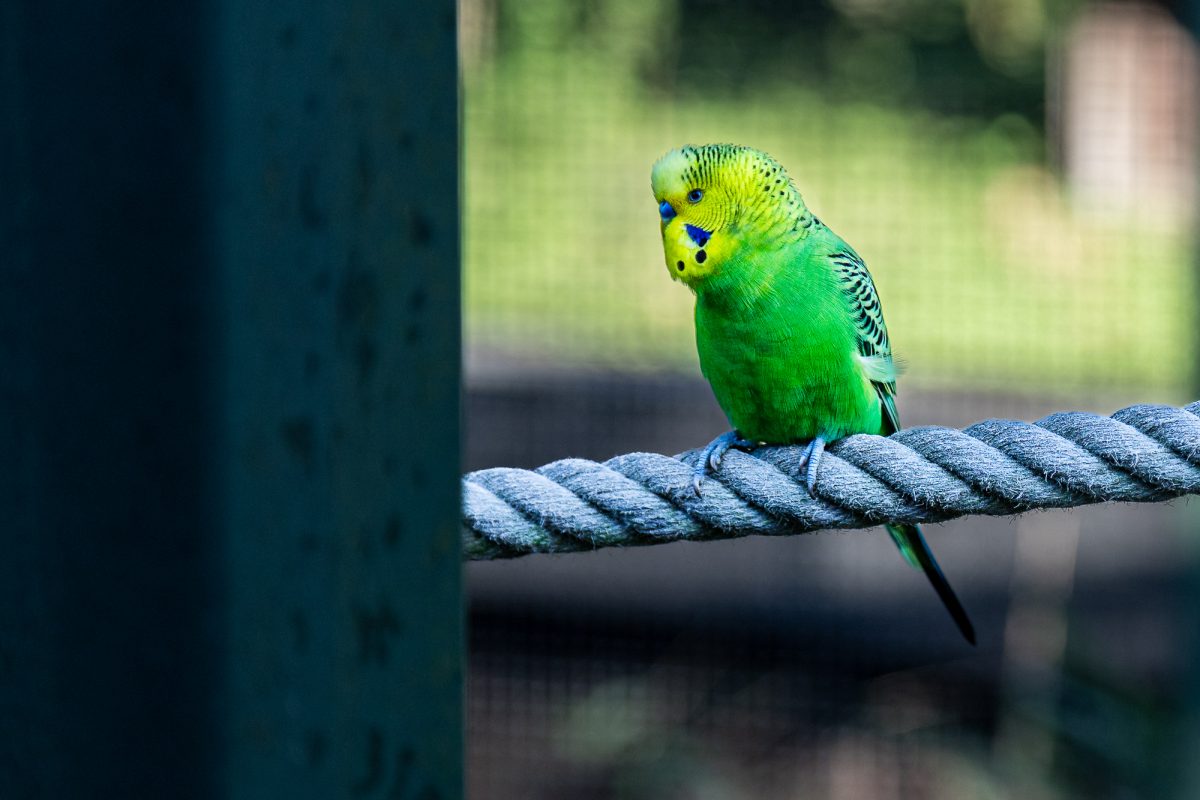 Tierpark Aachen (Bild: Olivier Krickel/BRF)