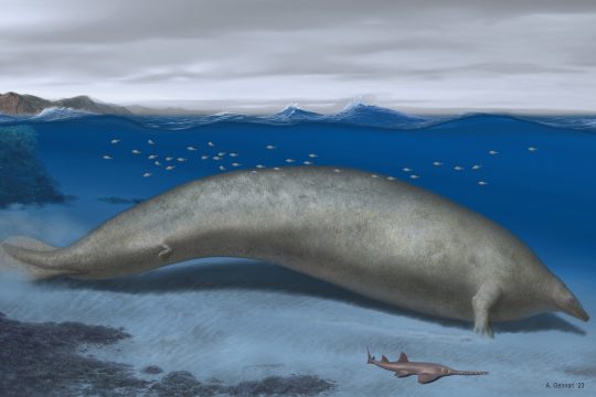 An der Küste von Peru sind die Knochen von einem gigantischen Urwal gefunden worden