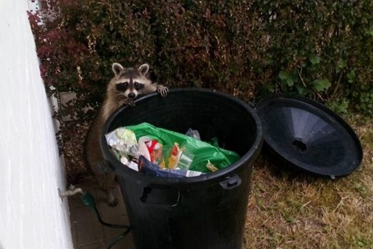In der Eupener Unterstadt: Ein Waschbär auf der Suche nach Essbarem