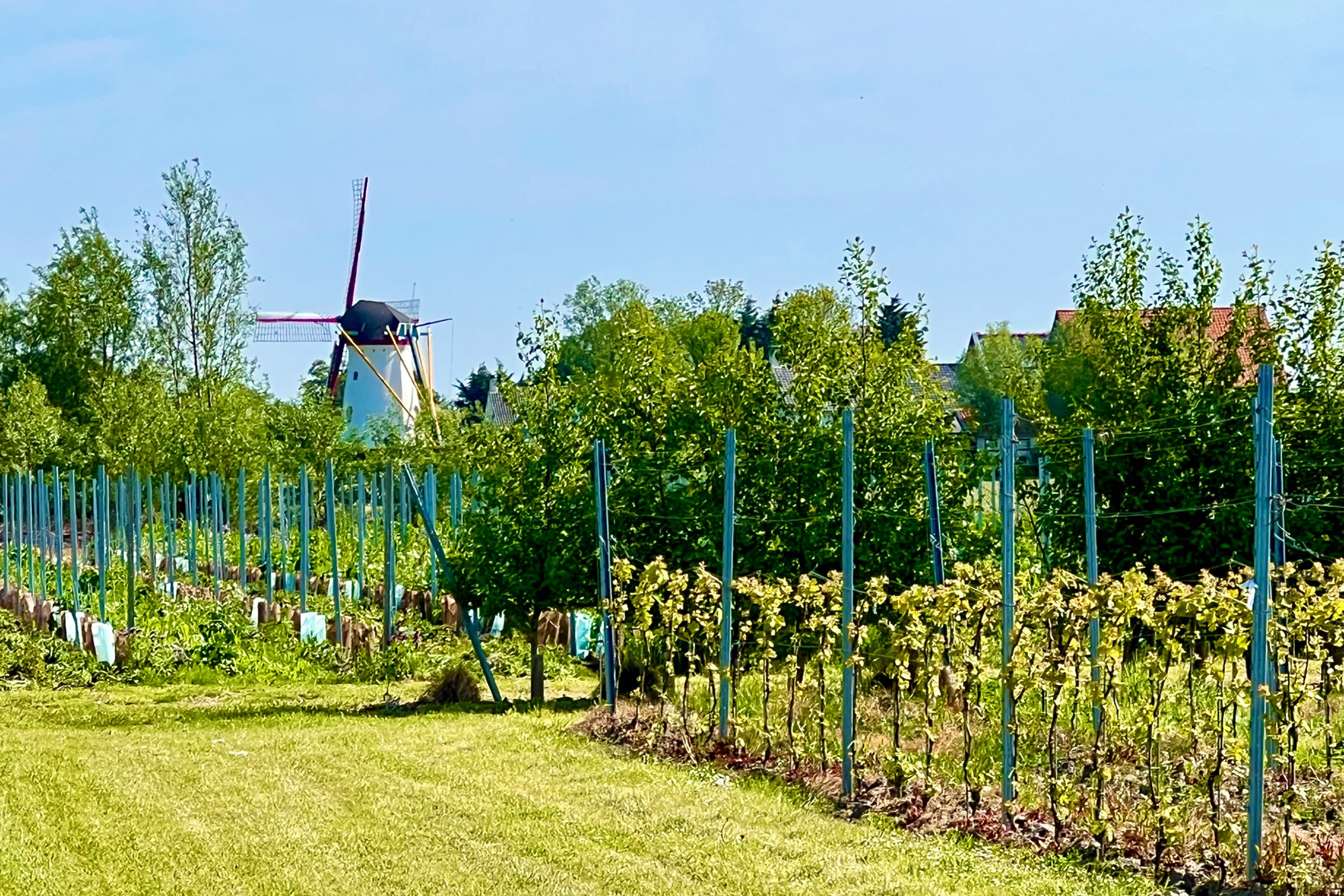 Weingut von Johan van der Velde (Bild: Alfried Schmitz/BRF)