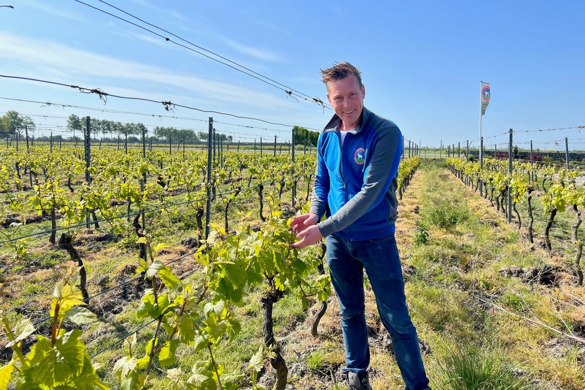 Winzer Johan van der Velde (Bild: Alfried Schmitz/BRF)