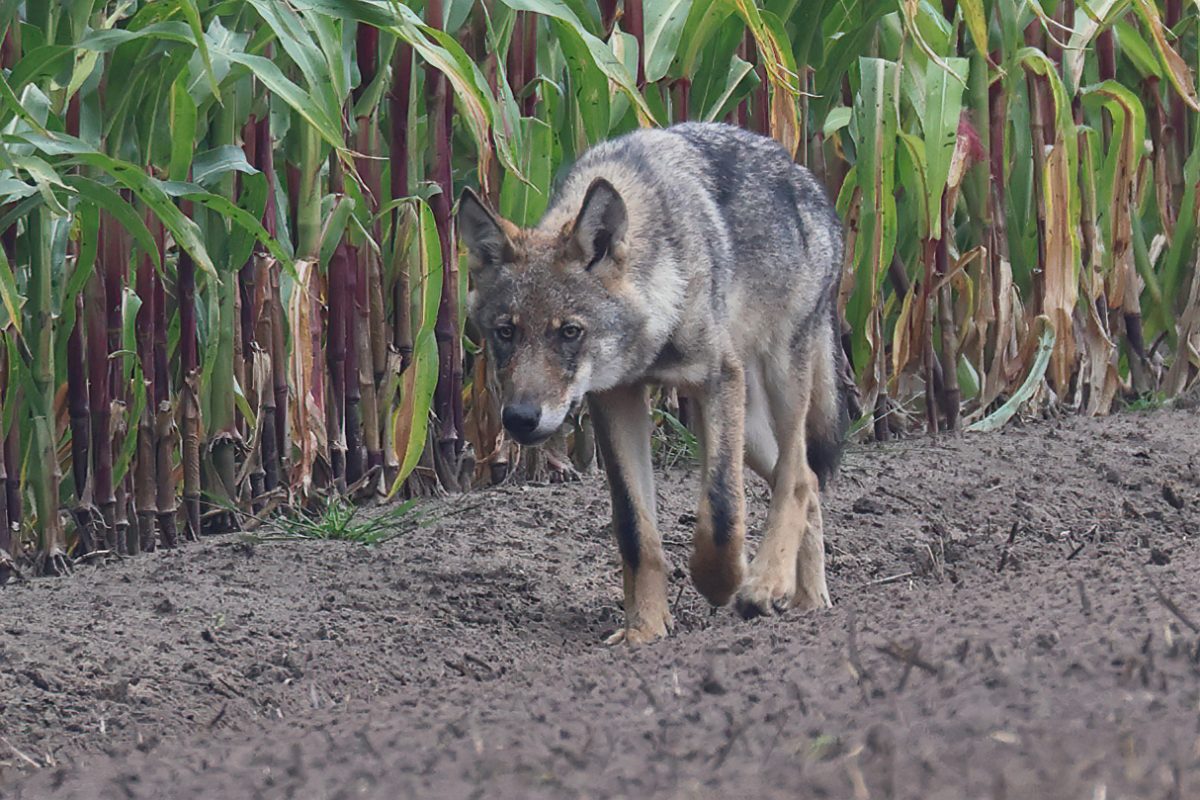 Eines der Wolfsjungen am 17. August (Bild: Wim Janssen/Welkom Wolf)