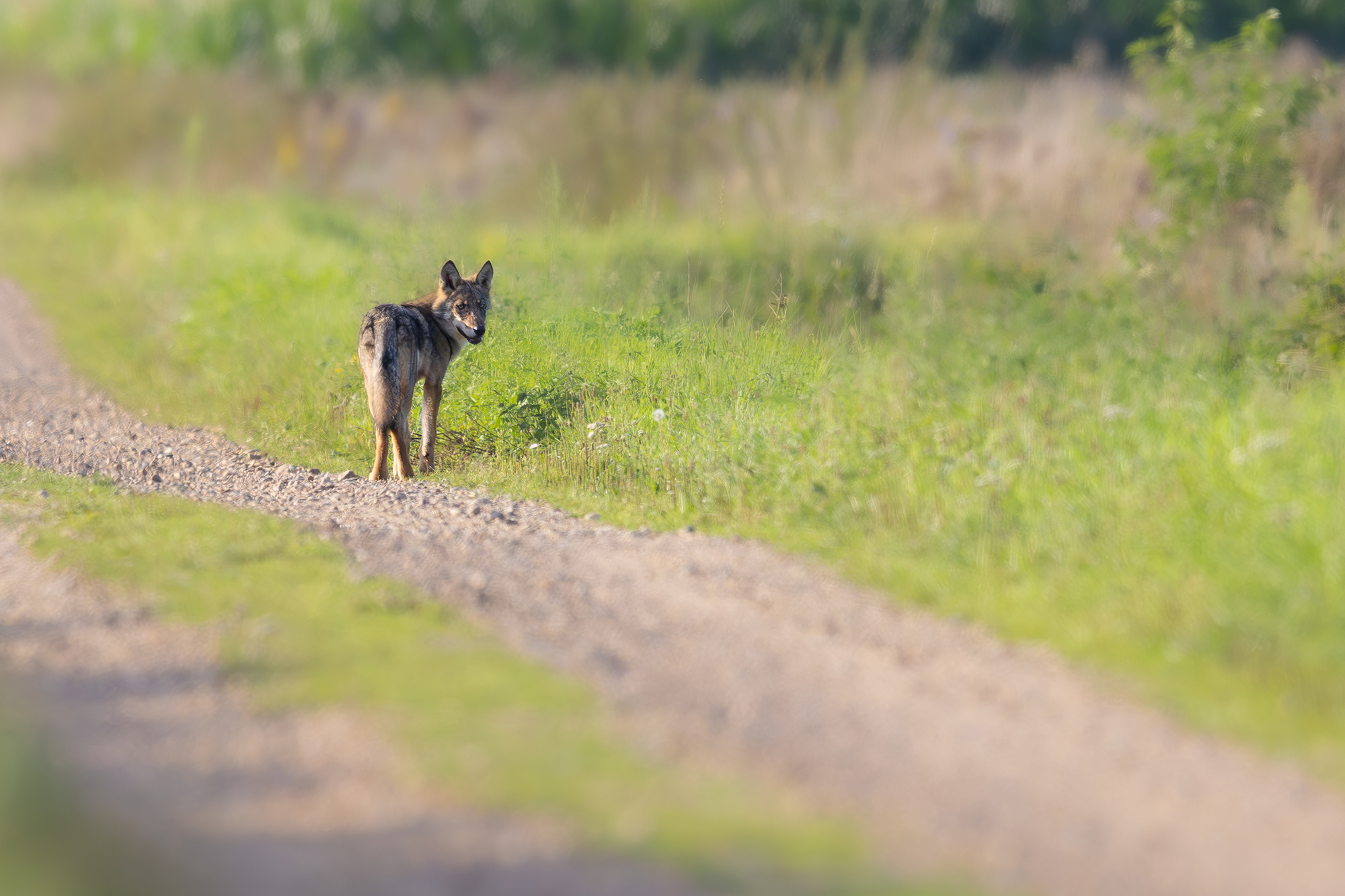Eines der Wolfsjungen am 20. August (Bild: Pieter Jan D'Hondt/Welkom Wolf)