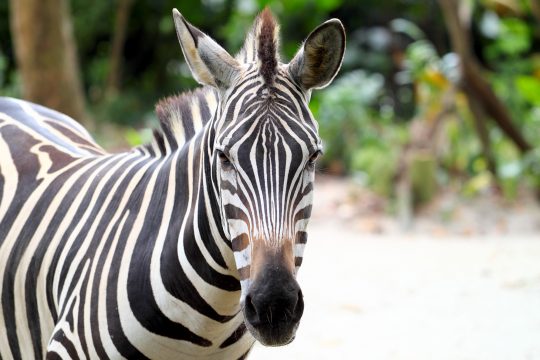 Zebra (Illustrationsbild)