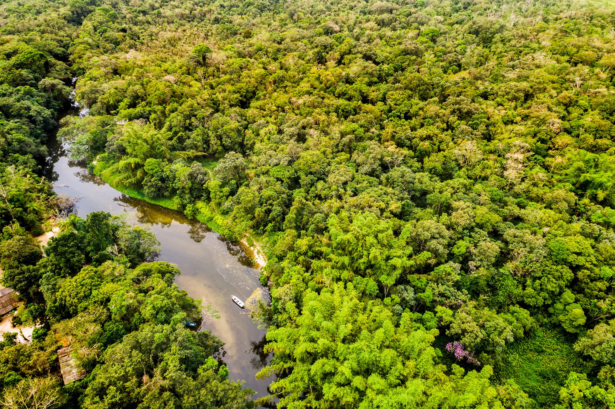 Luftaufnahme des Amazonas-Regenwaldes in Südamerika