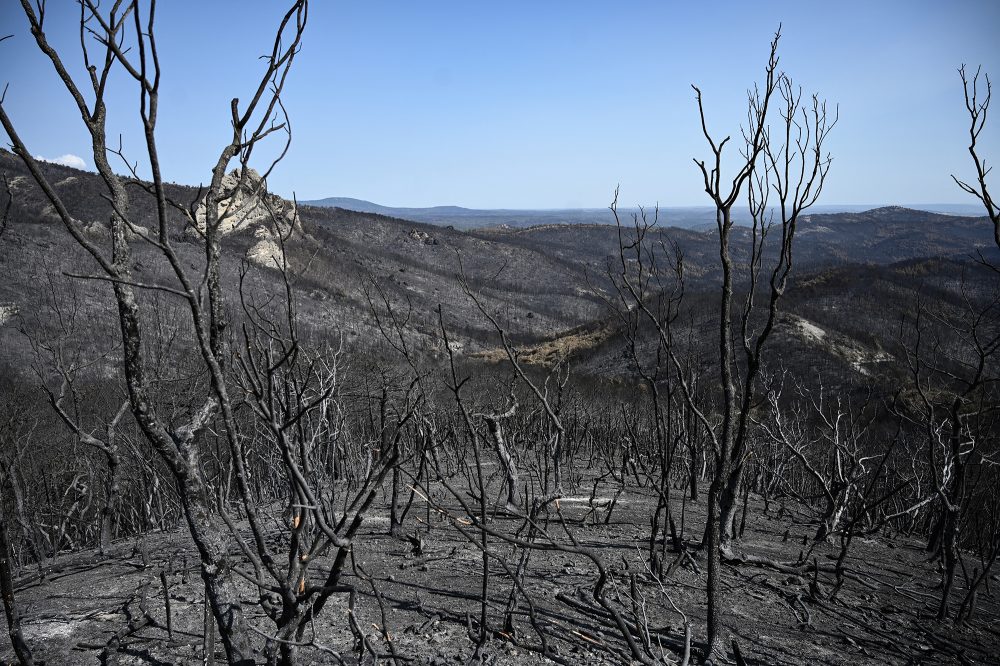 Zerstörter Wald im Naturschutzgebiet Dadia