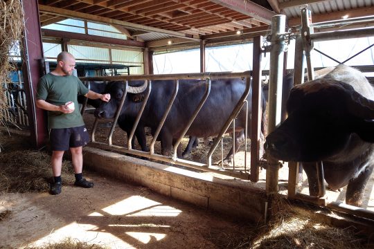 Tom Löfgen in seinem "Eifel-Büffel"-Stall in Honsfeld (Bild: Katrin Margraff/BRF)