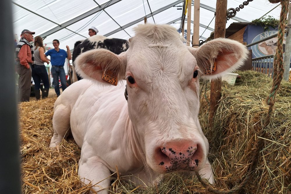 Eine Kuh liegt im Stroh auf der Landwirtschaftsmesse in Battice