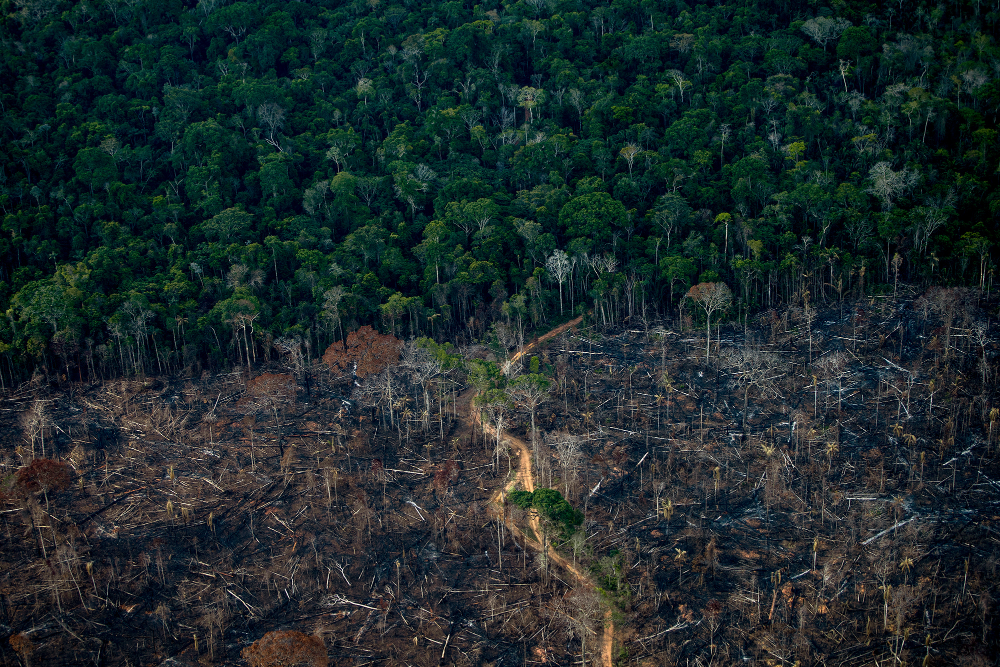 Abgeholzter Amazonas-Regenwald in Brasilien