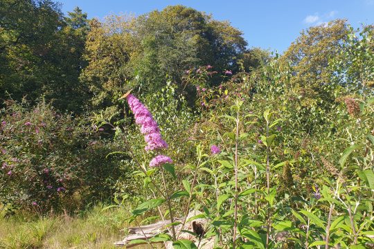 Schmetterlingsflieder, auch Sommerflieder genannt (Bild: Lena Orban/BRF)