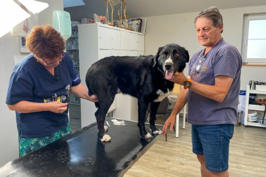 Tierarzt-Akupunktur mit Dr. Sabine Schnackers in Lontzen (Bild: Raffaela Schaus/BRF)