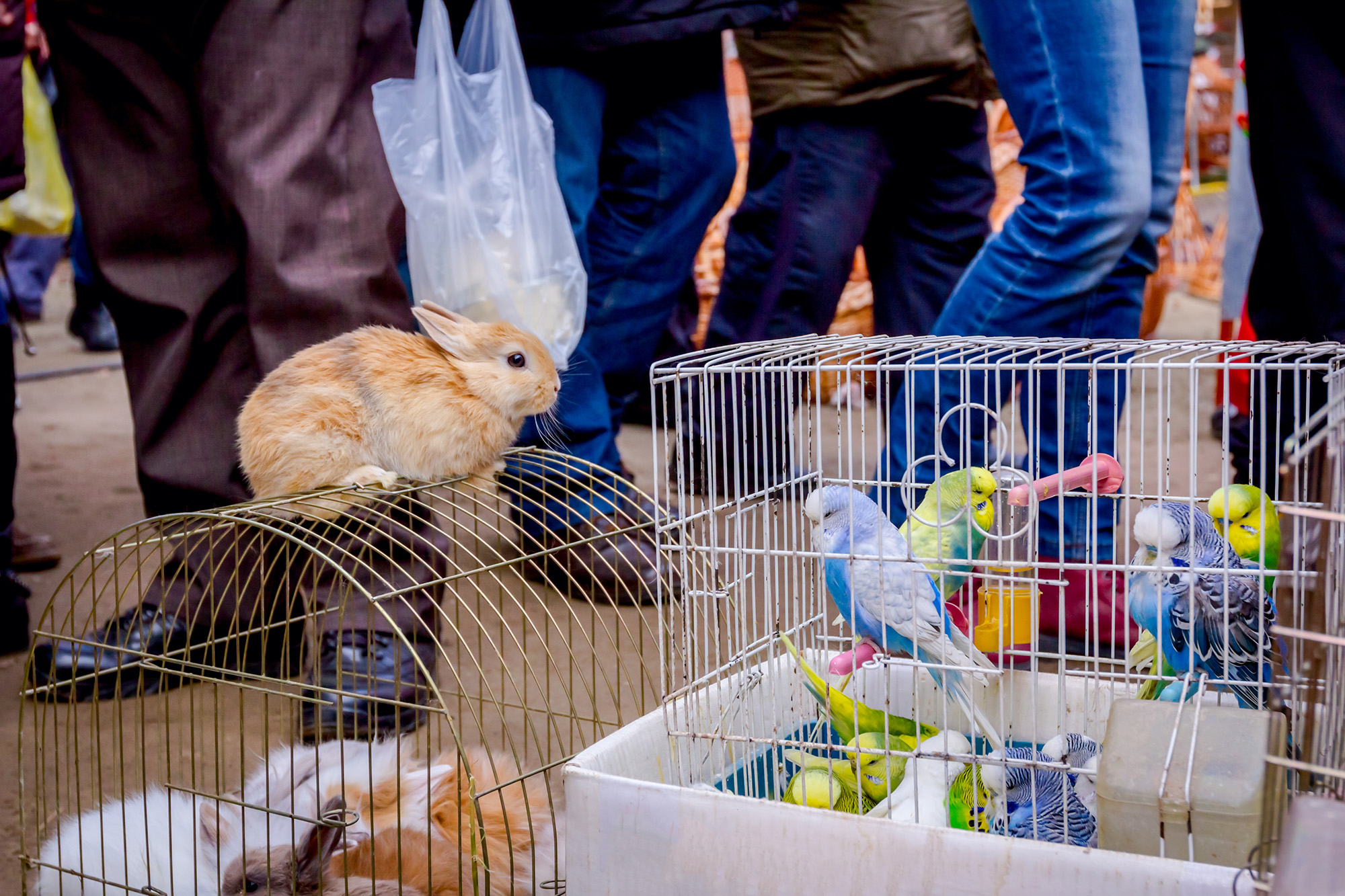 Haustiere zum Verkauf auf einem Markt (Illustrationsbild: © PantherMedia/roman023)