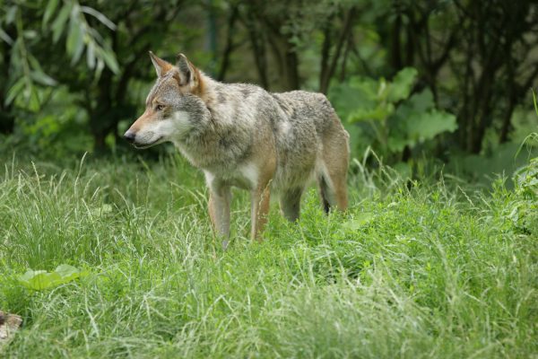 Wolf