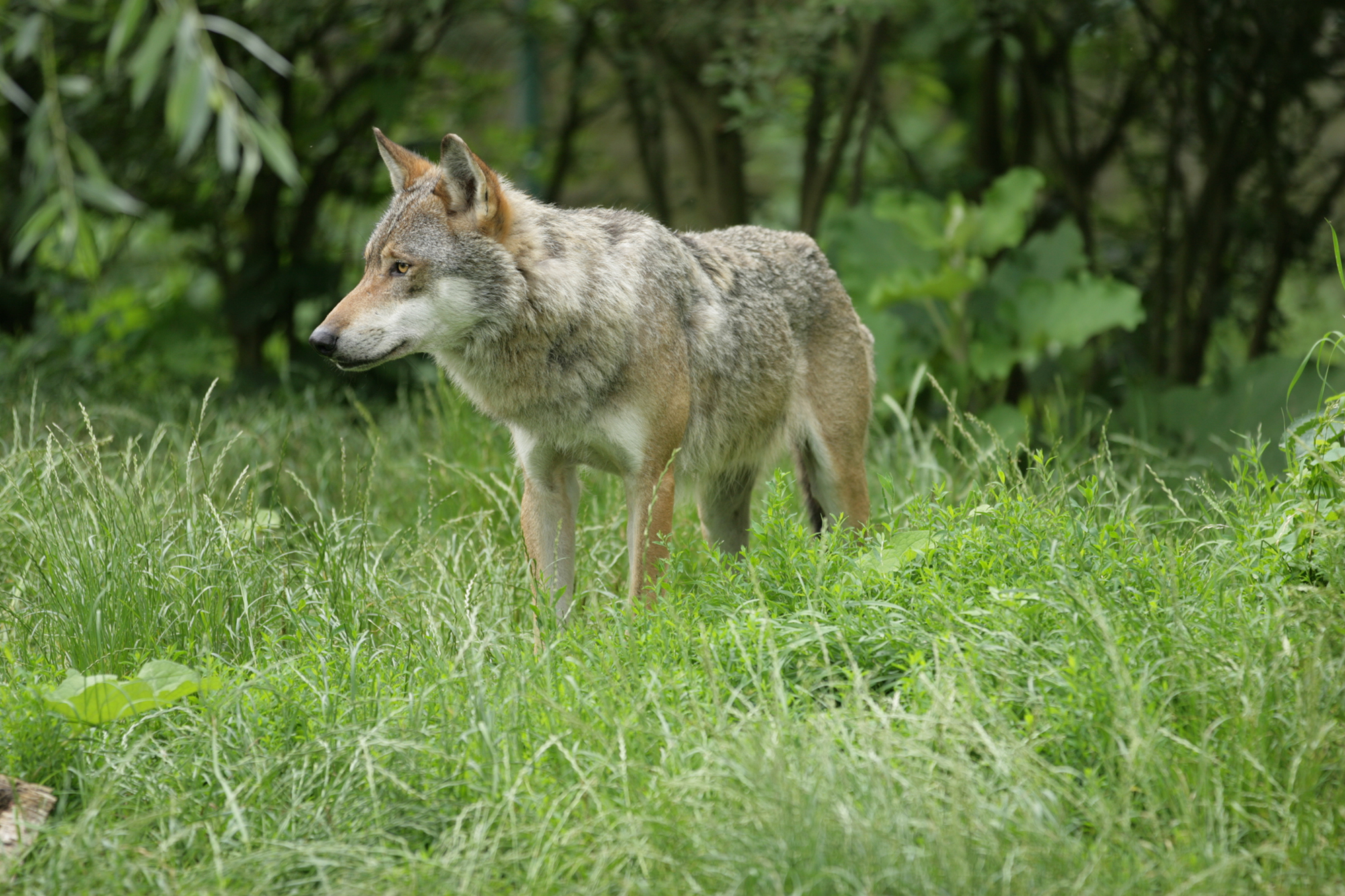 Wolf (Illustrationsbild: © Bildagentur PantherMedia/Rainer Schmidt)