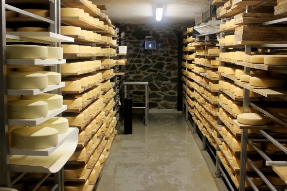 Der Keller spielt eine wichtige Rolle für die Entwicklung der Käse-Laiber. “Die Luftfeuchtigkeit sollte hoch sein, aber auch nicht zu hoch. Die optimale Temperatur liegt zwischen acht und 14 Grad. Und die Käsepflege ist sehr wichtig er muss genug Feuchte bekommen, aber nicht zu viel. Das sind die Dinge, die man mit der Zeit lernt” (Bild: Katrin Margraff/BRF)