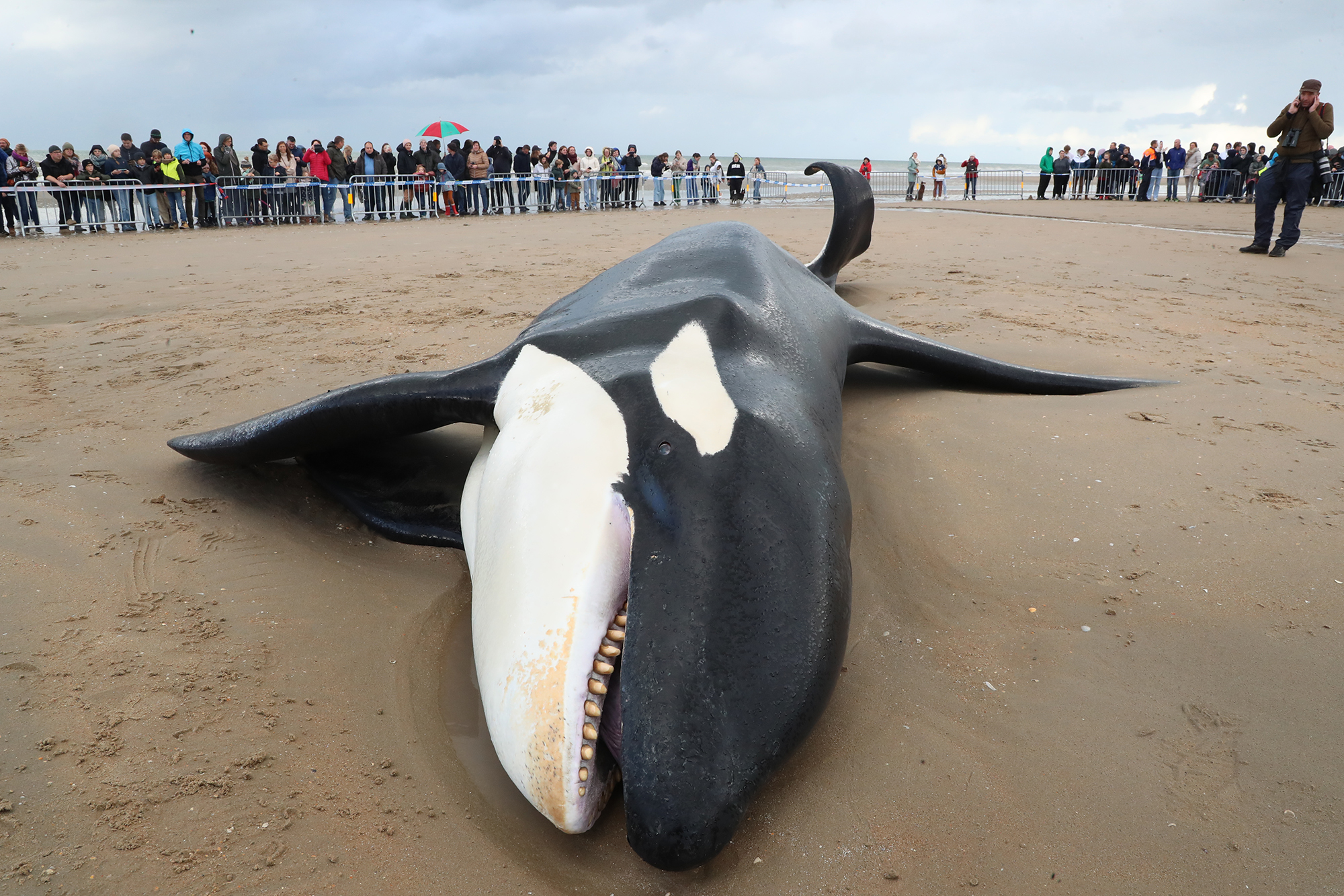 Der Orca am Strand von De Panne (Bild: Nicolas Maeterlinck/Belga)