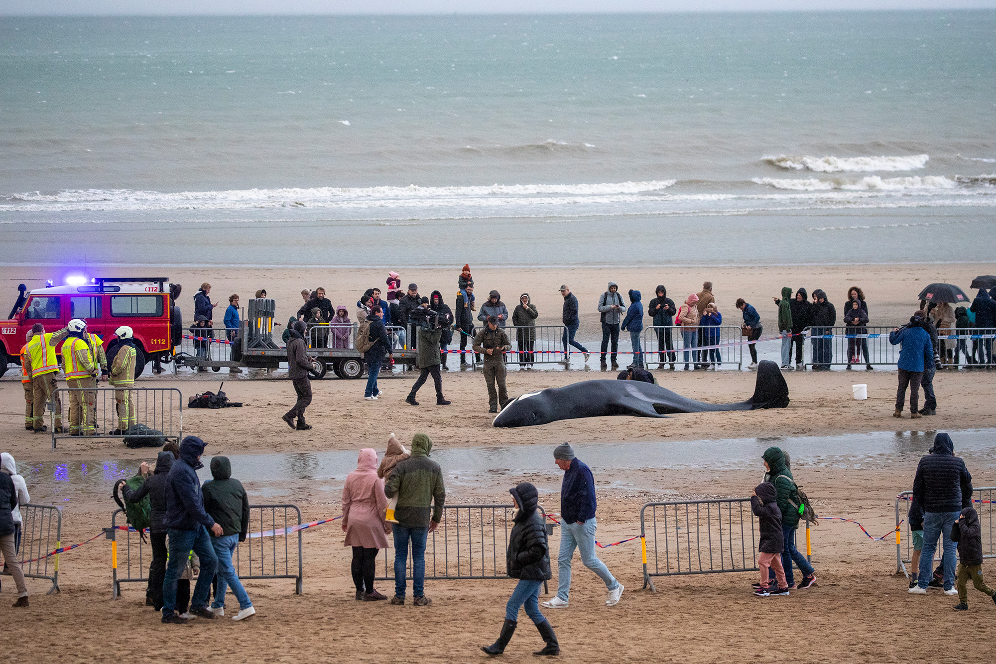 Der Orca am Strand von De Panne (Bild: Nicolas Maeterlinck/Belga)