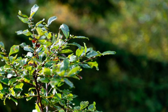 Frischer Spross an einem Laubbaum