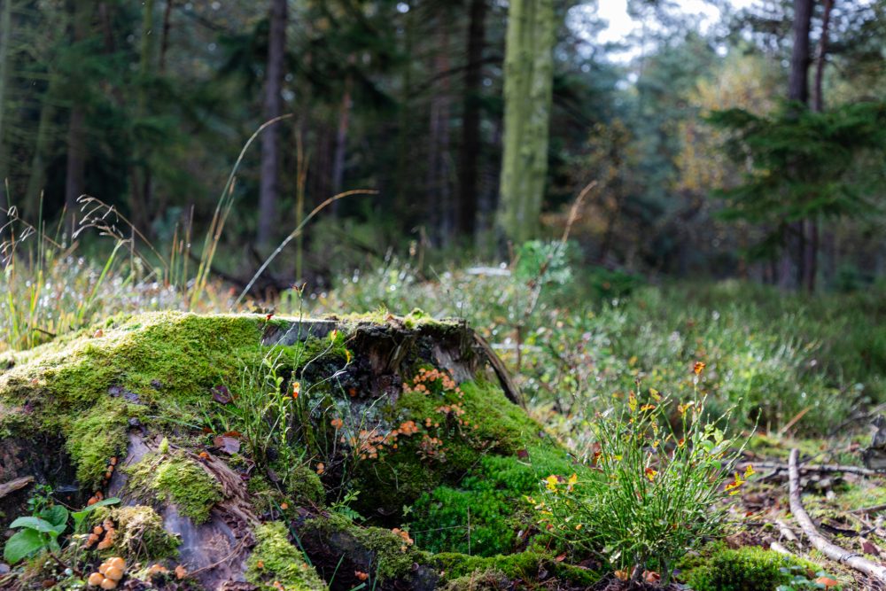 Baumstumpf mit Moos im Wald