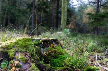 Baumstumpf mit Moos im Wald