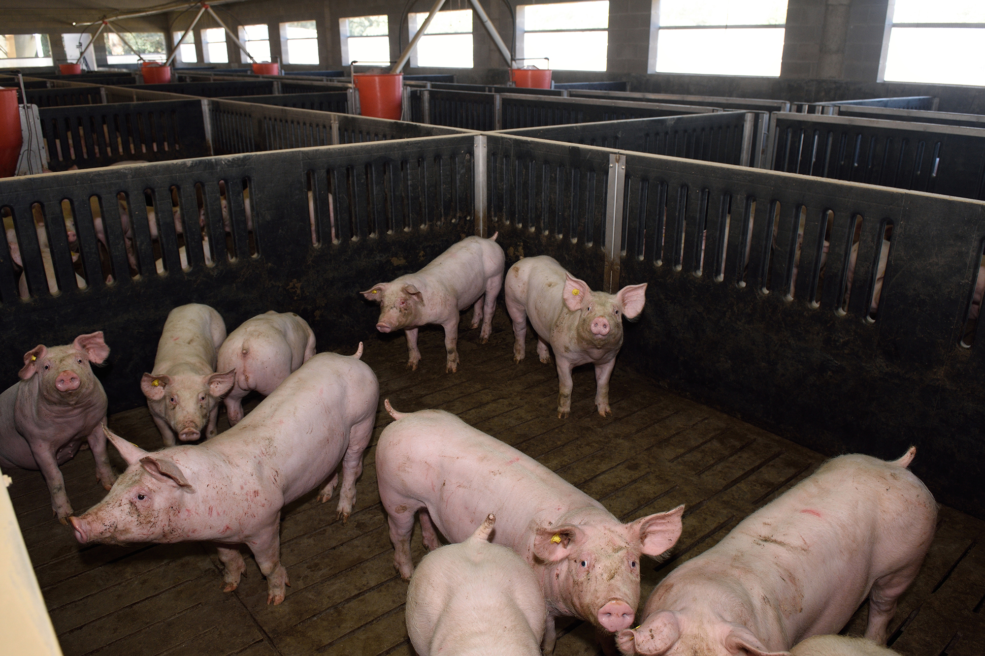 In der Landwirtschaft, wie etwa in der Schweinemast, entsteht viel Stickstoff (Illustrationsbild: © MariaiC/PantherMedia)