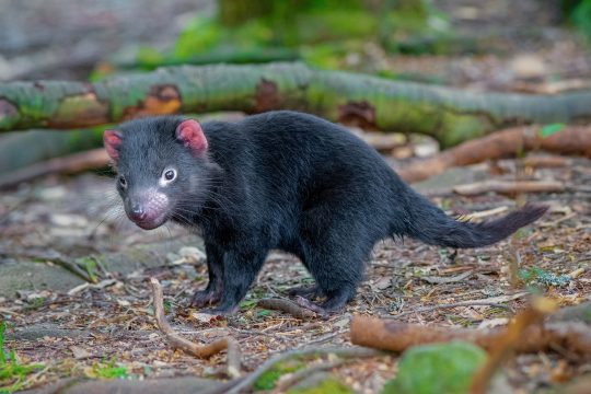 Kleiner Tasmanischer Teufel (Illustrationsbild: © PantherMedia)