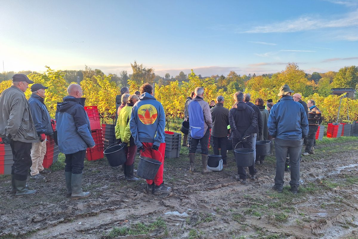 Weinlese von "Vin de Liège" in Oupeye (Bild: Dogan Malicki/BRF)