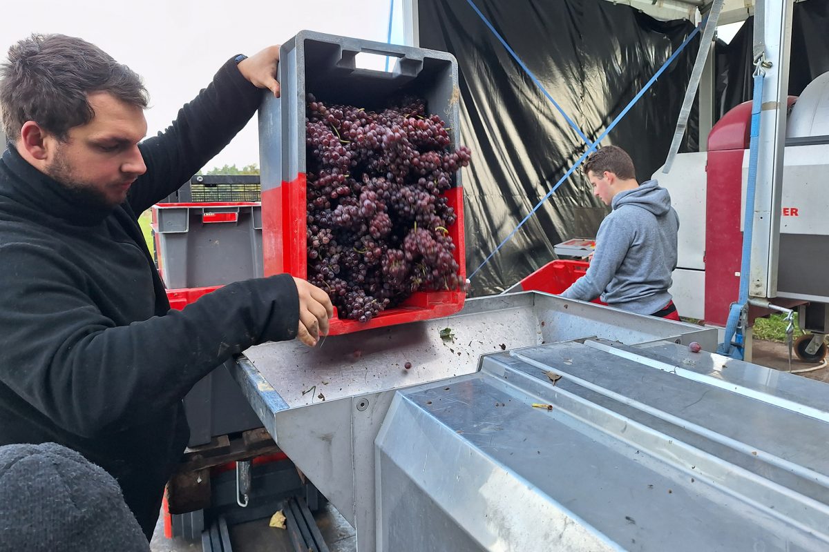 Weinlese von "Vin de Liège" in Oupeye (Bild: Dogan Malicki/BRF)