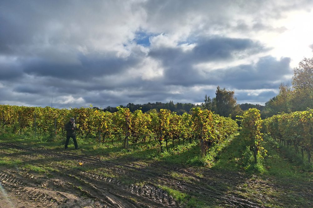 Weinfeld von "Vin de Liège" in Oupeye