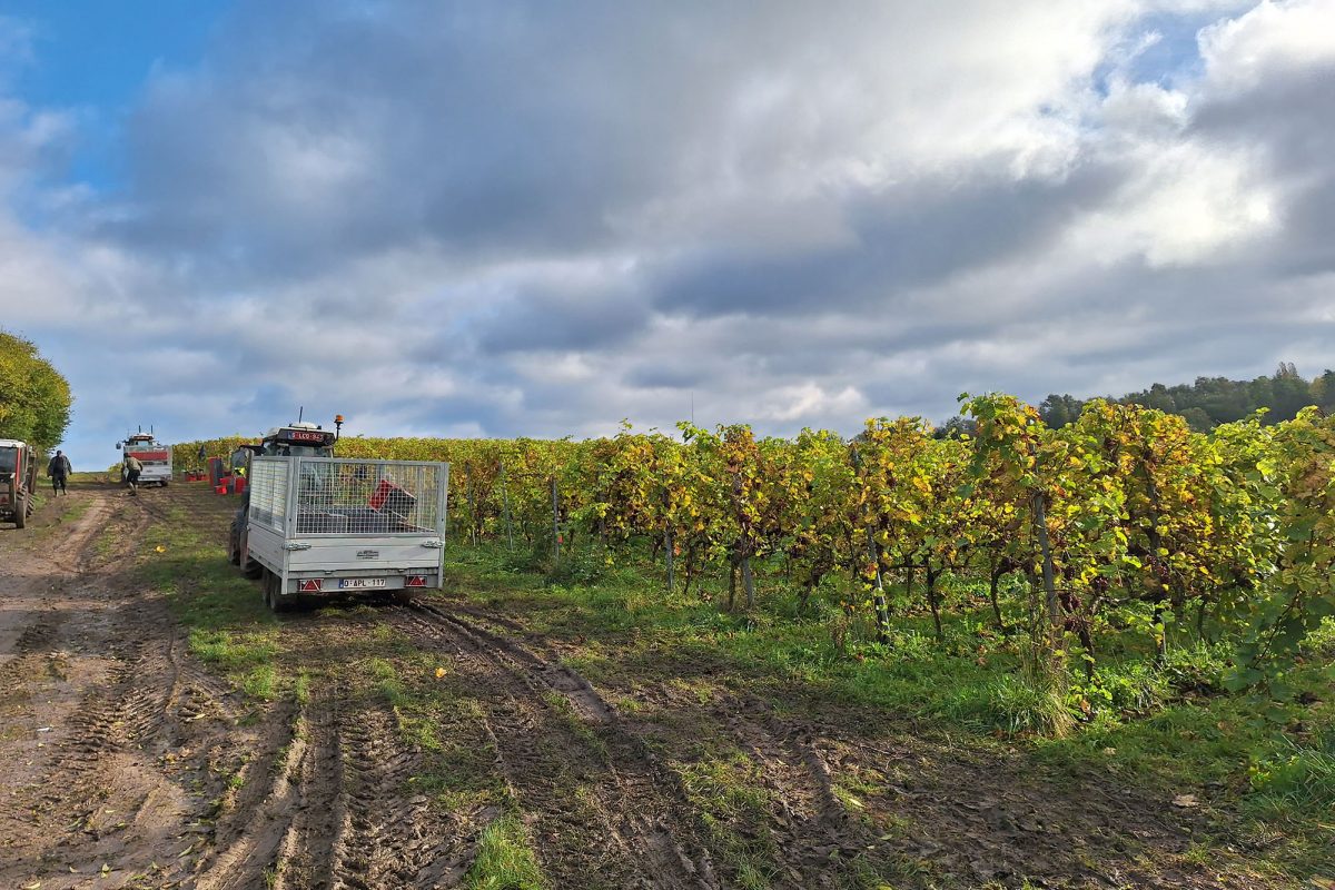 Gelände von "Vin de Liège" in Oupeye (Bild: dogan Malicki/BRF)