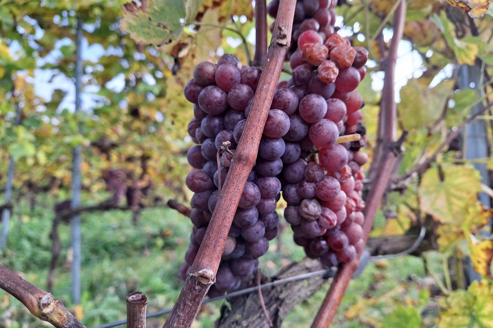 Gelände von "Vin de Liège" in Oupeye (Bild: dogan Malicki/BRF)