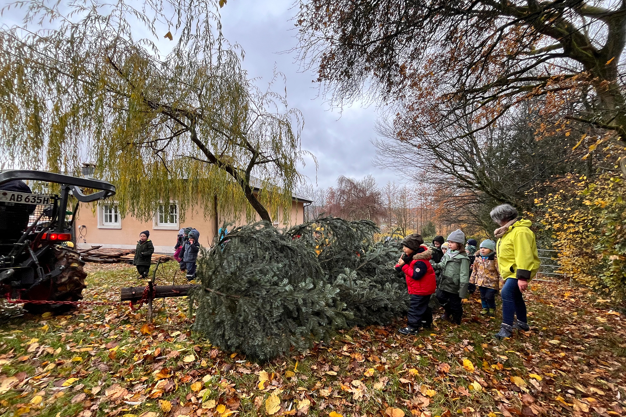 Kindergartenkinder aus Kettenis helfen dabei, ihren Weihnachtsbaum zu fällen (Bild: Robin Emonts/BRF)