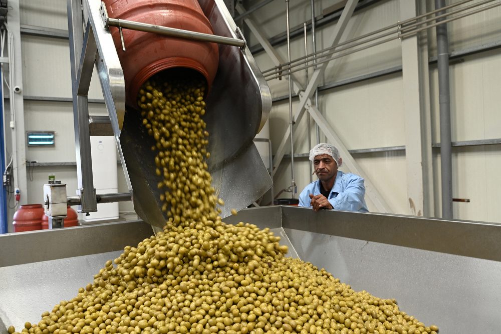 Olivenfarm in der Region Halkidiki (Bild: Sakis Mitroldis/AFP)