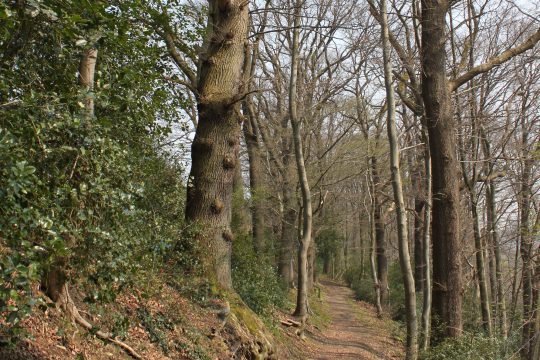 Die Abholzung des "Waisenbüschchen" in Eupen wird von einigen Anwohnern scharf kritisiert (Bild: Aves Ostkantone)