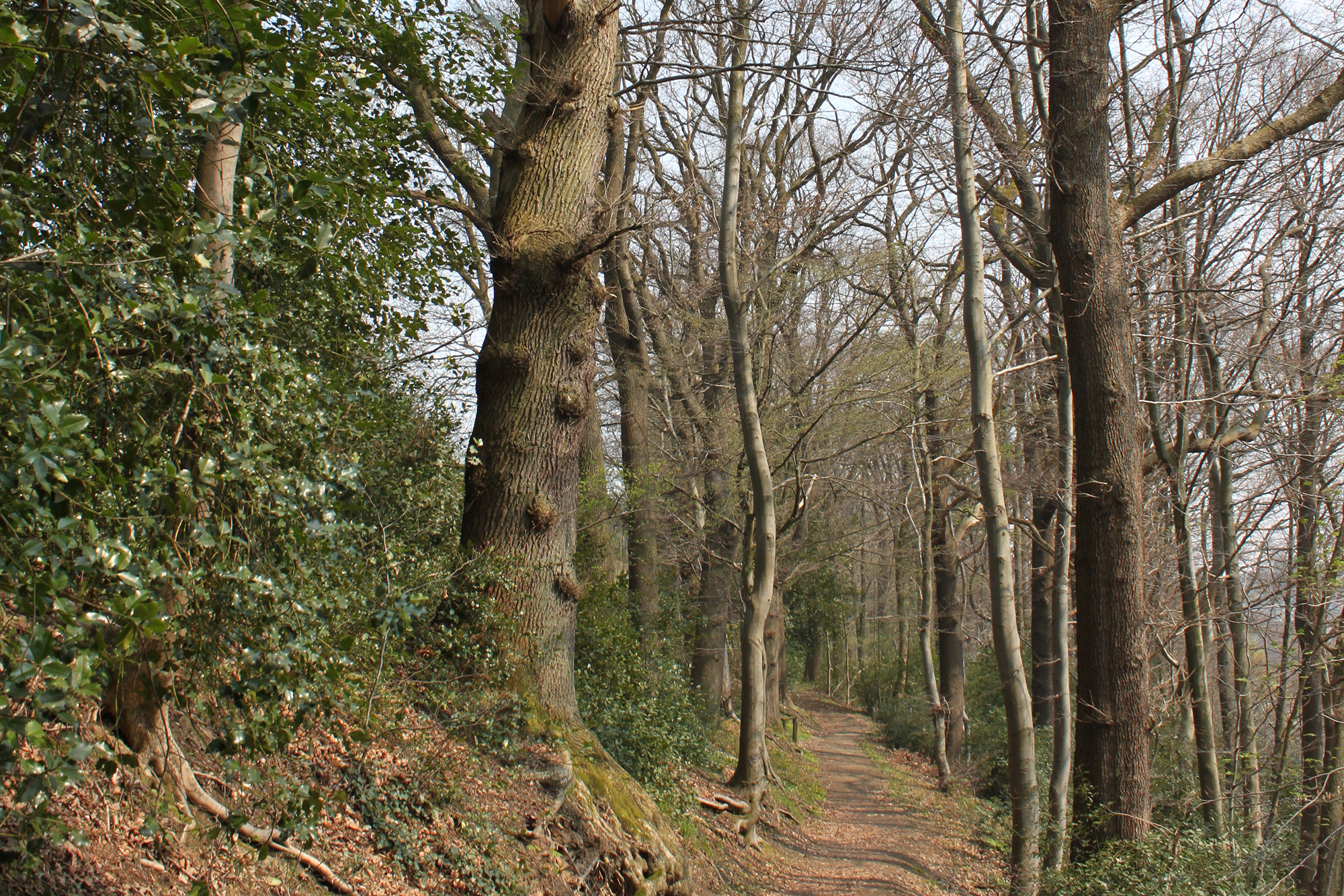 Die Abholzung des "Waisenbüschchen" in Eupen wird von einigen Anwohnern scharf kritisiert (Bild: Aves Ostkantone)