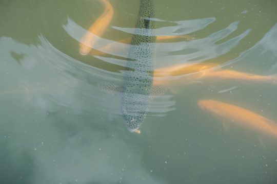 Kaltwasserfische (Illustrationsbild: © zhrezem@mail.ru/PantherMedia)