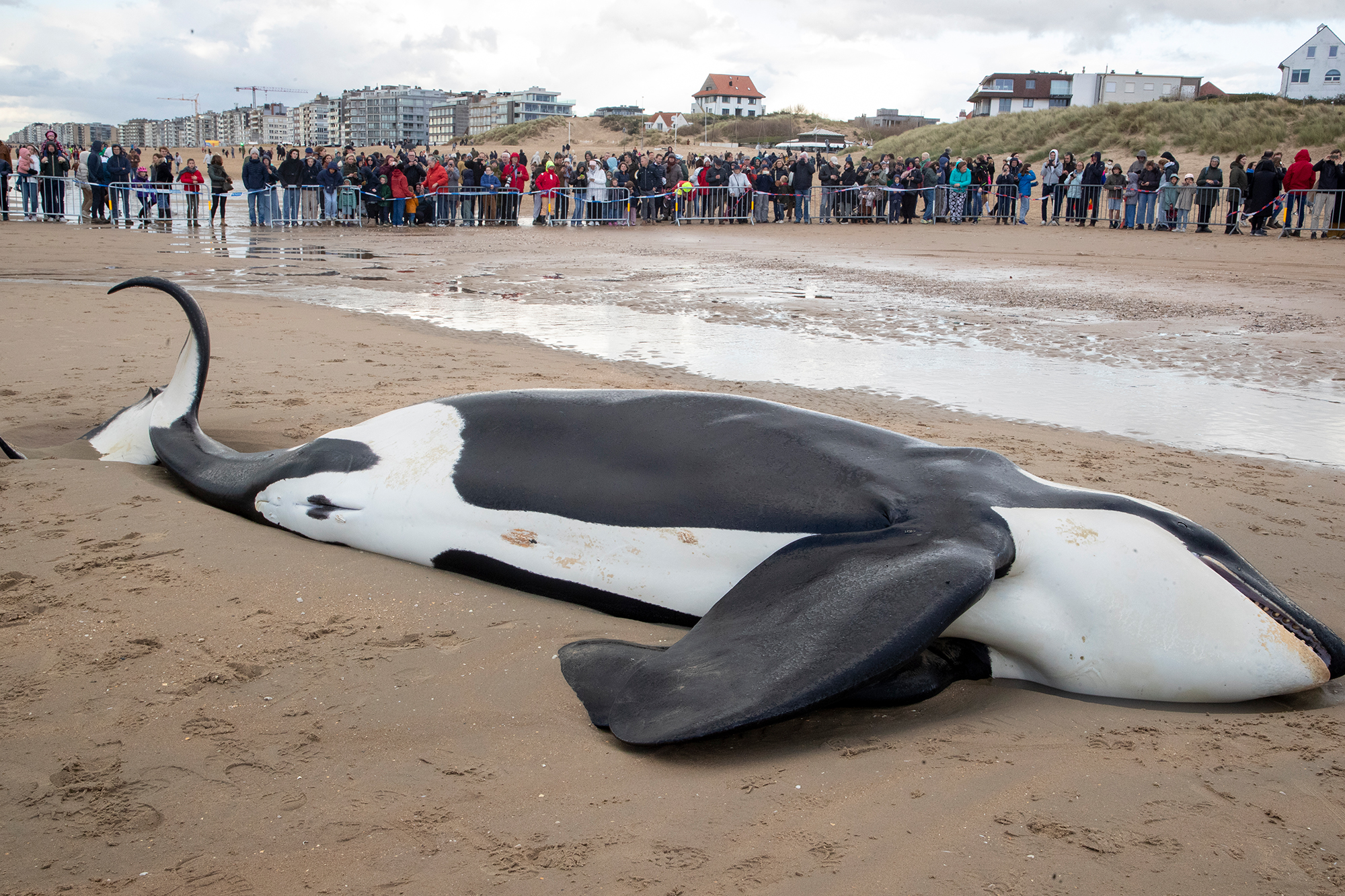 Am 29. Oktober wurde der Orca in De Panne angespült (Bild: Nicolas Maeterlinck/Belga)