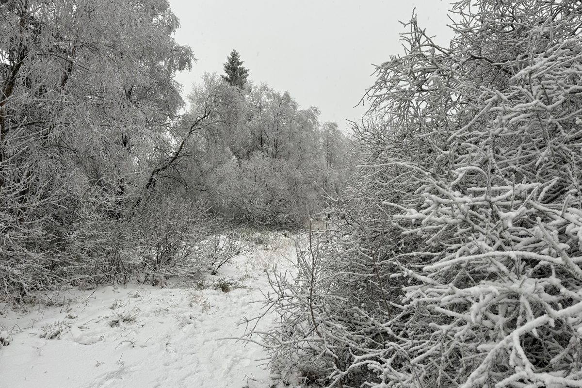 Schnee im Hohen Venn (Bild: Lena Orban/BRF)