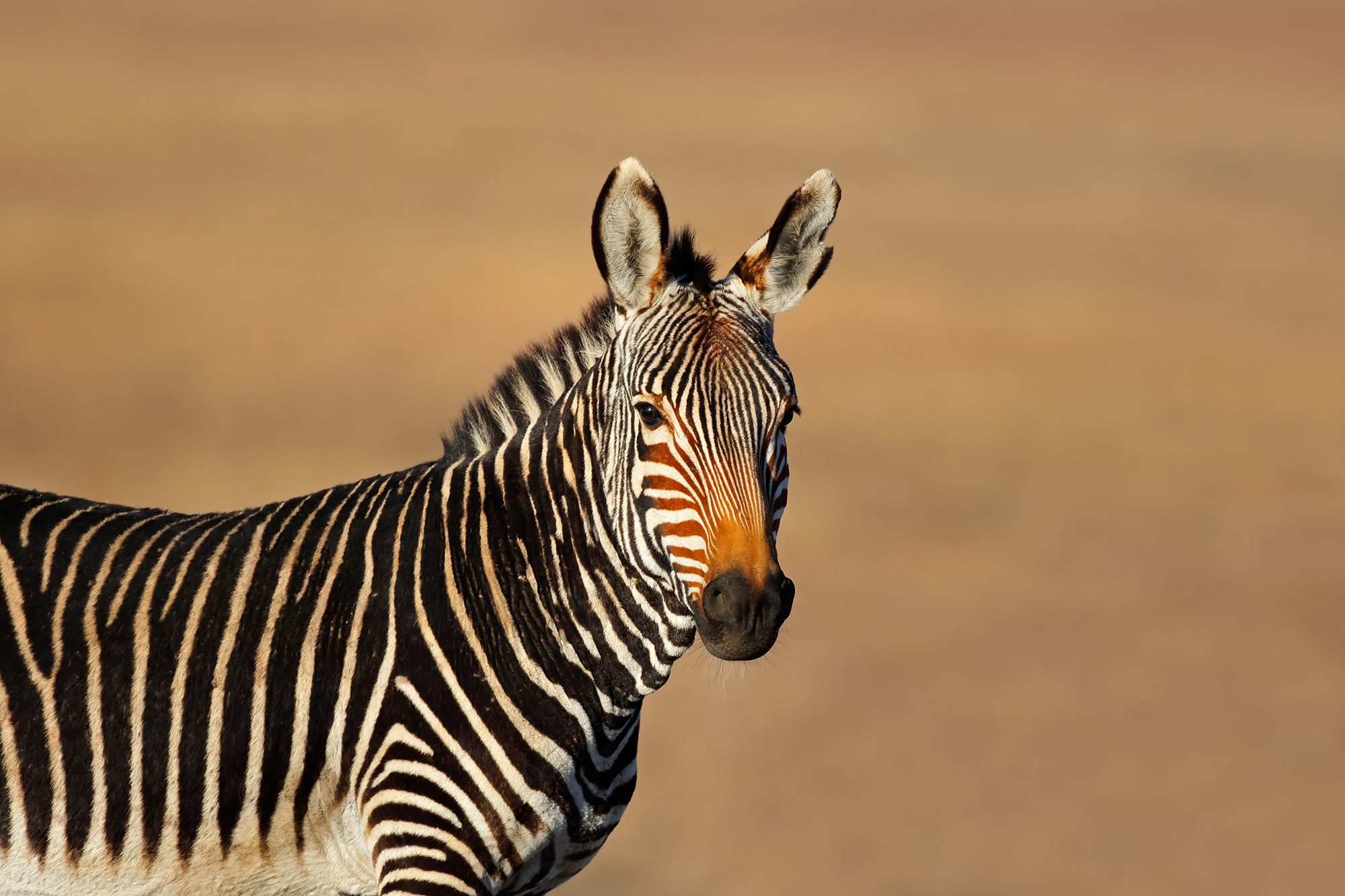 Ein Zebra in freier Wildbahn - dort soll es auch bleiben (Bild: © Nico Smit/PantherMedia)