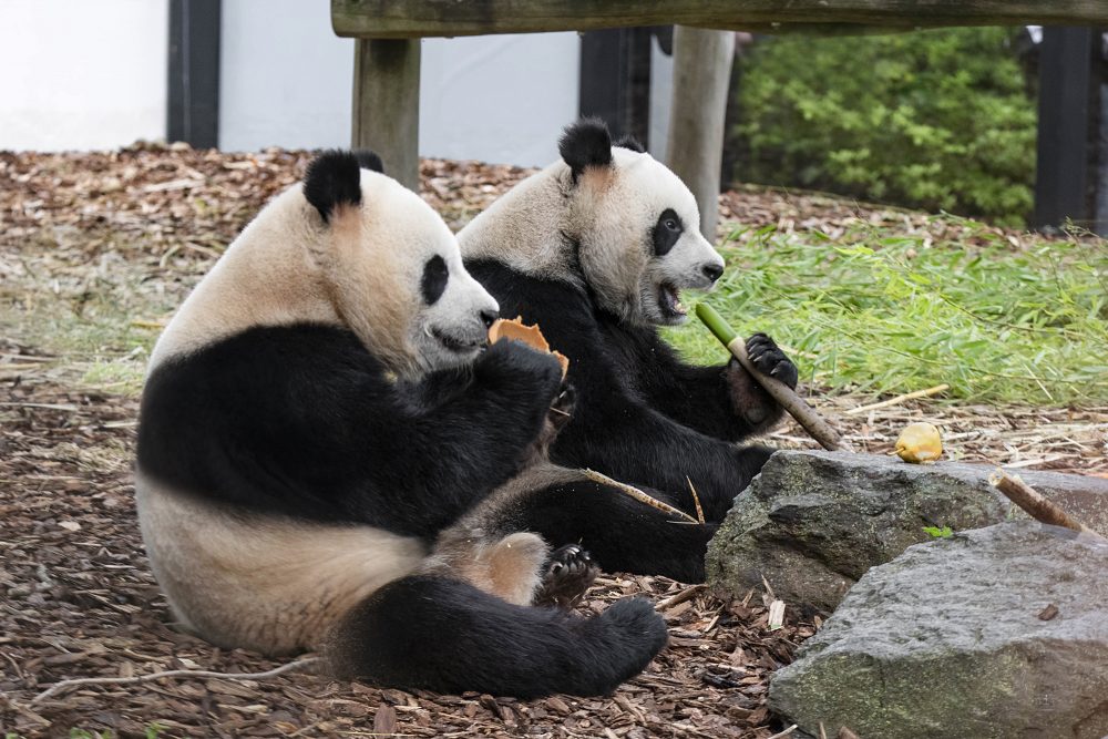 Bao Di und Bao Mei (Bild: Monique Morue/Pairi Daiza)