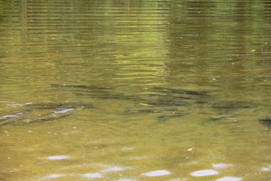 Fische in einem Weiher (Illustrationsbild)