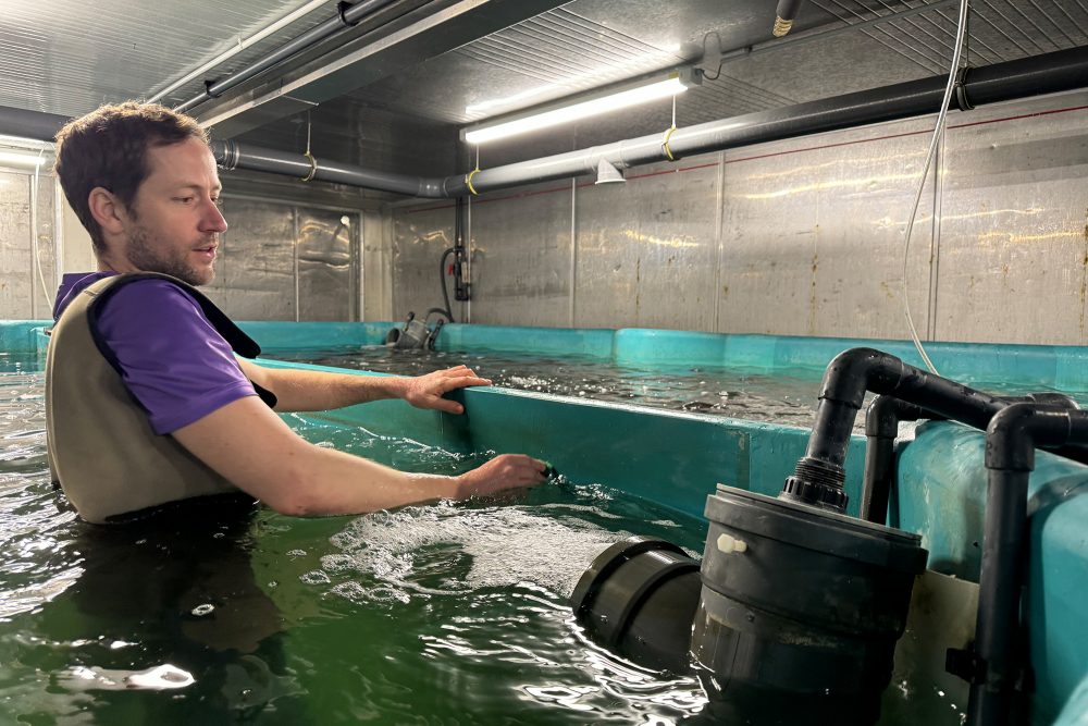 Öcher Doraden: Fischzucht in Hochseecontainern im Aachener Gewerbegebiet Avantis (Bild: Simonne Doepgen/BRF)