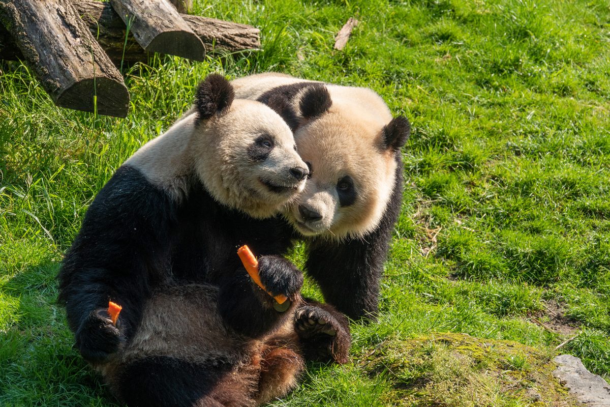 Pandas im Pairi Daiza (Bild: Christine Leroy/Pairi Daiza)