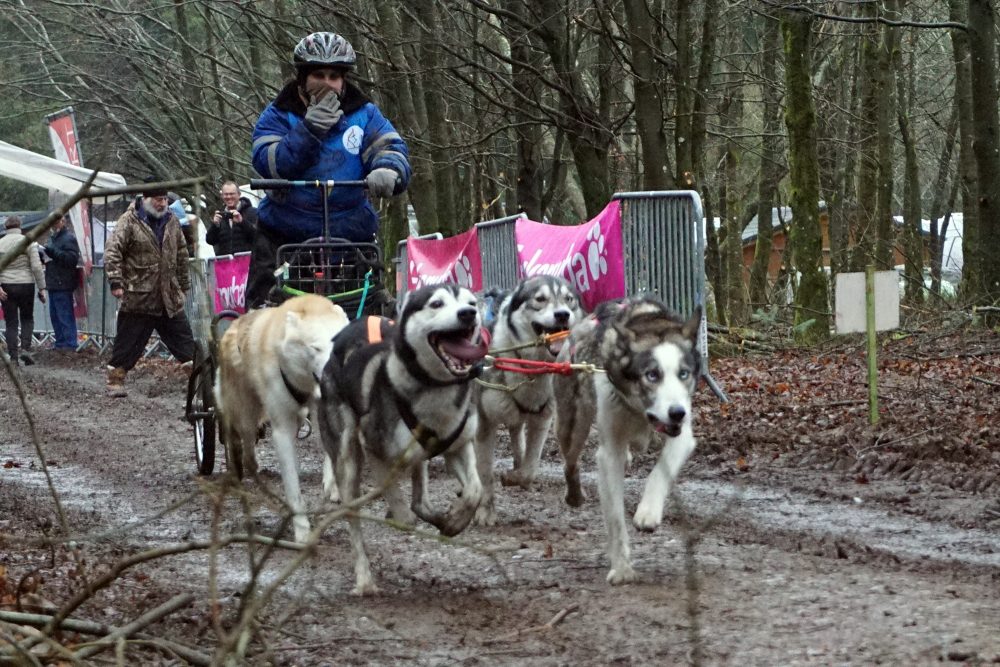 Schlittenhunderennen In Rodt (Bild: Stephan Pesch/BRF)