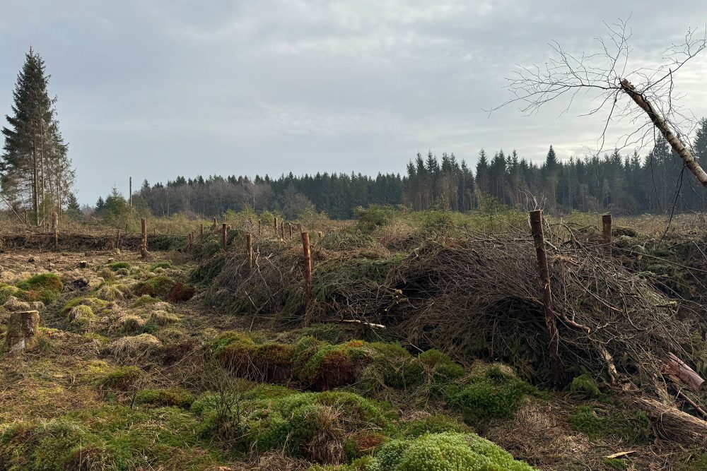 Unterwegs im Venn mit "Les Amis de la Fagne" (Bild: Dogan Malicki/BRF)