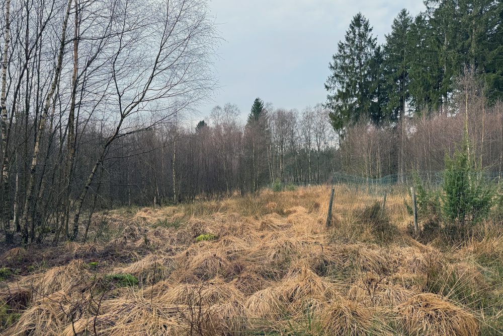 Unterwegs im Venn mit "Les Amis de la Fagne" (Bild: Dogan Malicki/BRF)