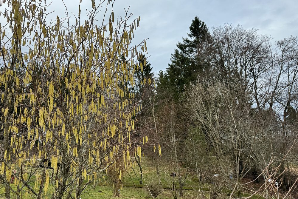 Die Kätzchen des Haselstrauchs sind schon geöffnet (Bild: Lena Orban/BRF)