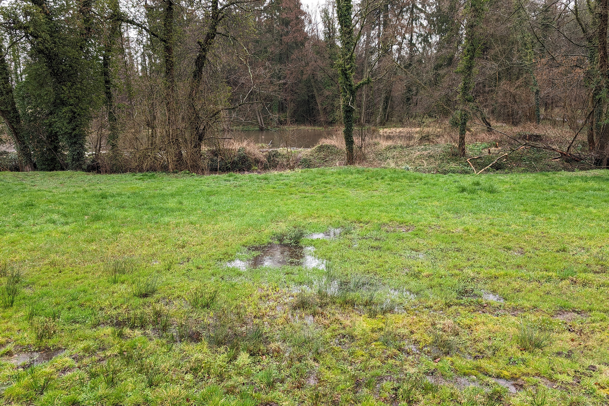 Grundwasser - Wasser in einer Wiese