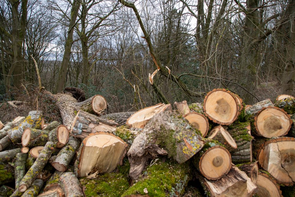 Holzfällarbeiten am Schorberg (Bild: Julien Claessen/BRF)