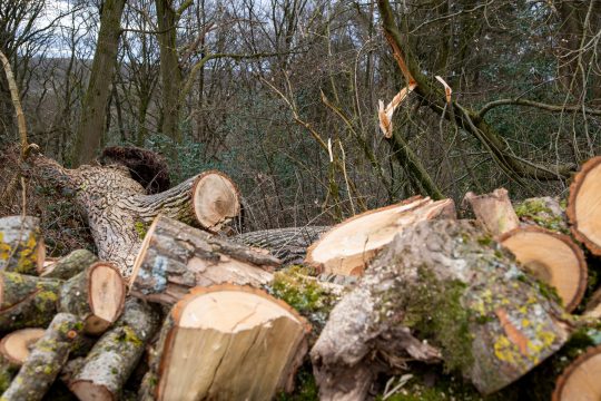 Holzfällarbeiten am Schorberg (Bild: Julien Claessen/BRF)
